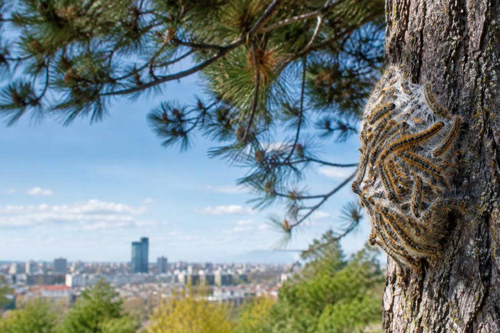 Prévenir le retour des chenilles processionnaires à Villeurbanne
